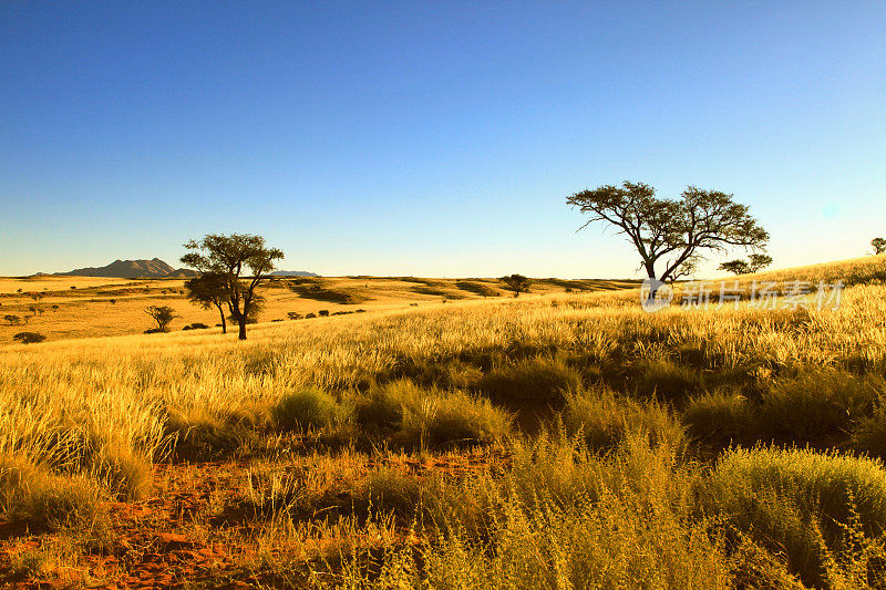 沙漠之美，纳米比亚- naukluft国家公园，纳米比亚，非洲。